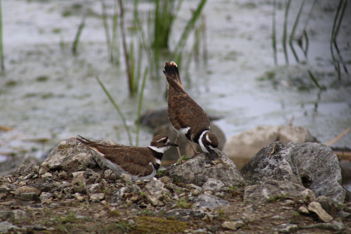 Killdeer - ML575868251