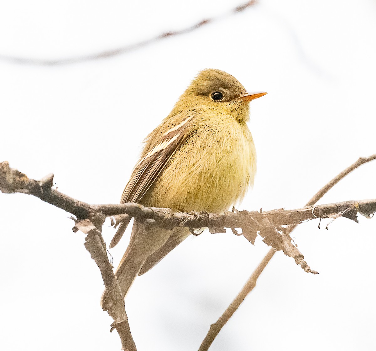 Yellow-bellied Flycatcher - ML575869271