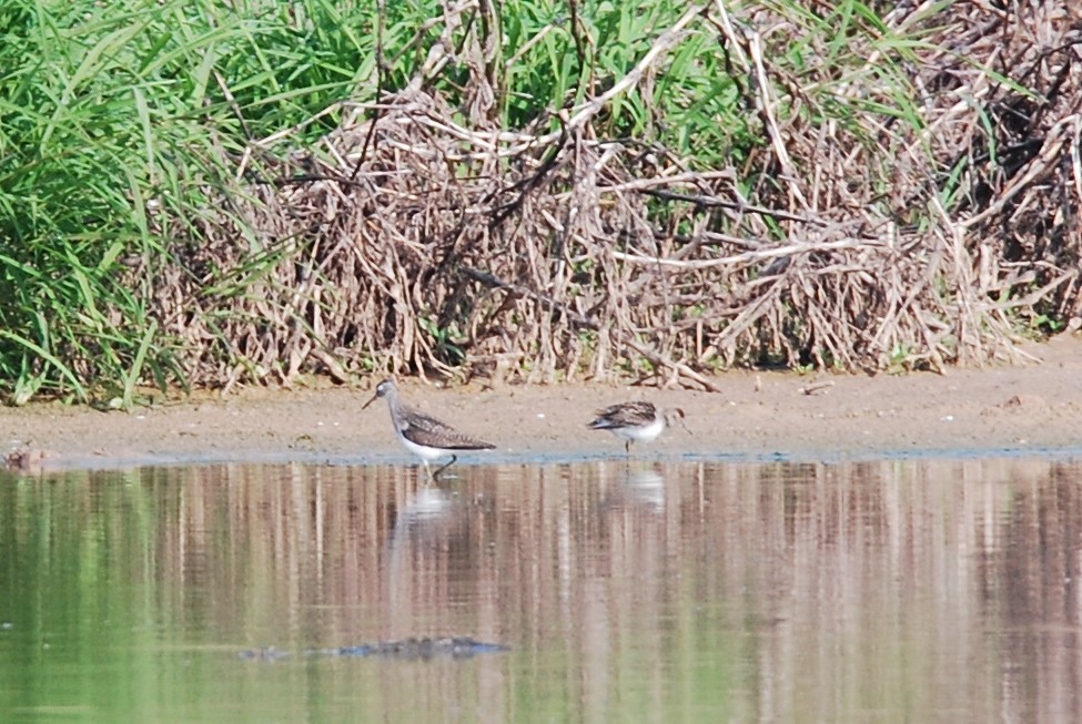 Least Sandpiper - ML575869791