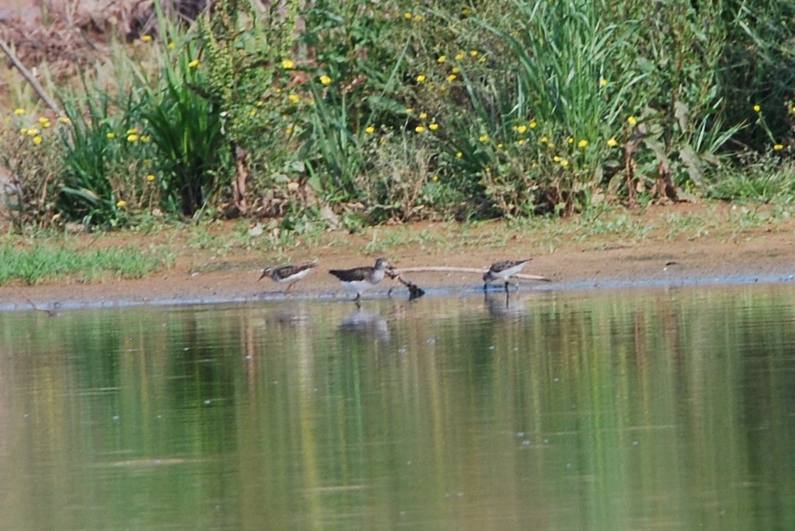 Least Sandpiper - ML575870001