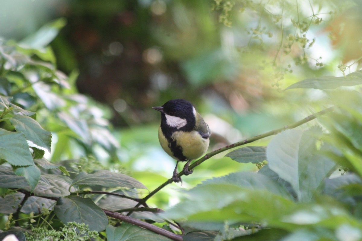 Great Tit - ML575870271