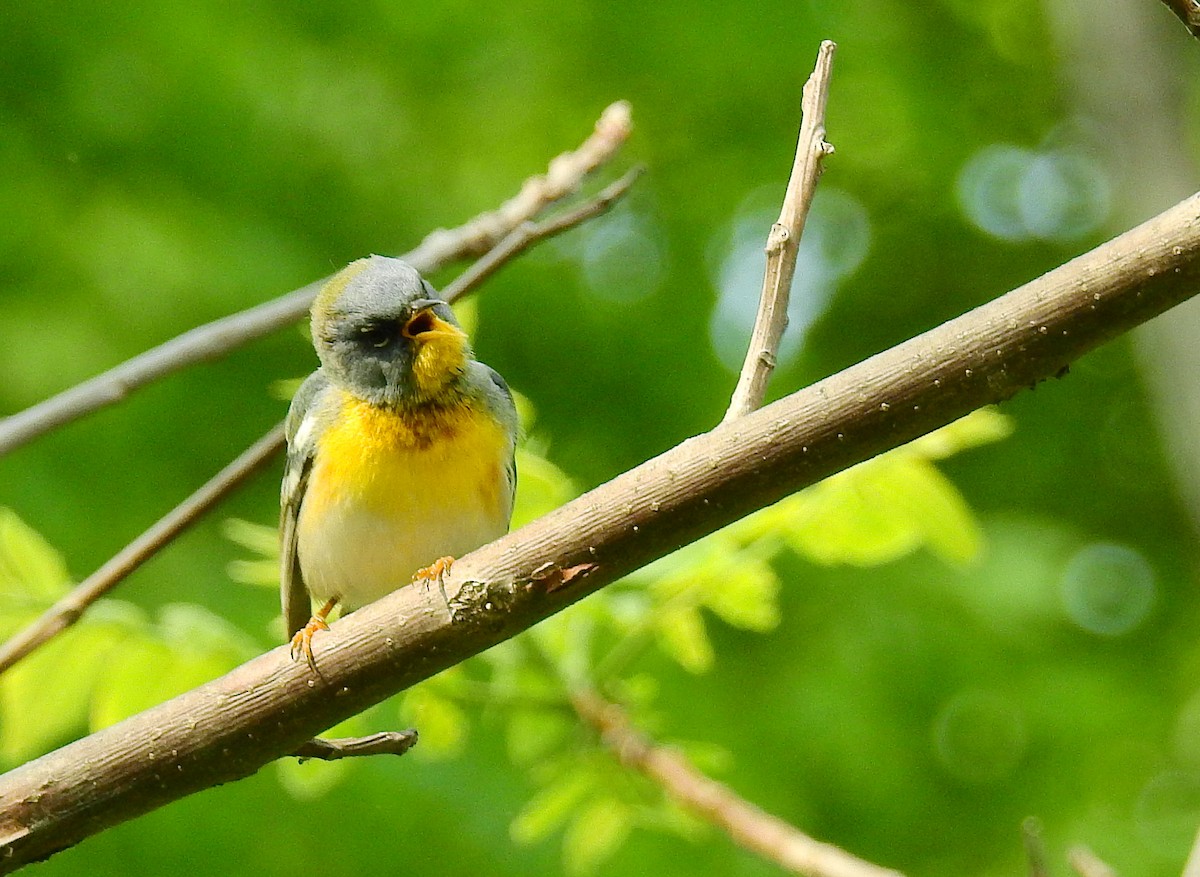 Northern Parula - ML575870551