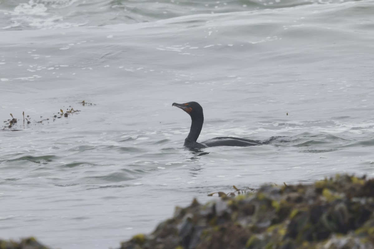 Cormoran à aigrettes - ML575871711