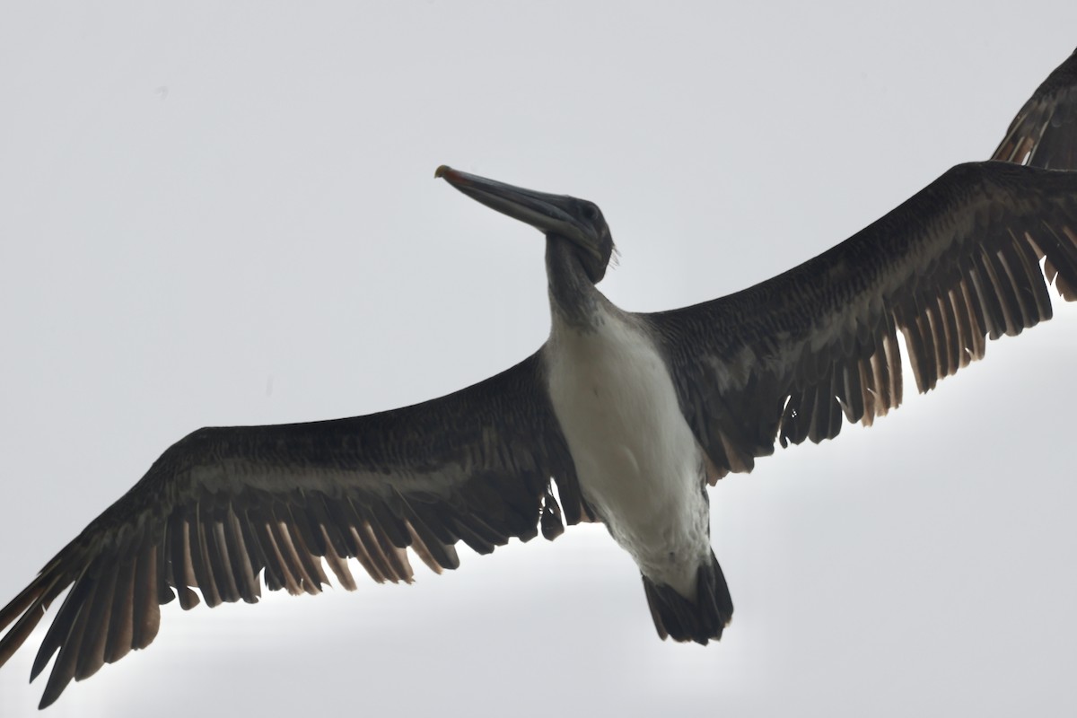 Brown Pelican - ML575871911