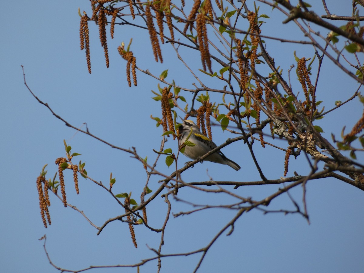 Golden-winged Warbler - Helen French