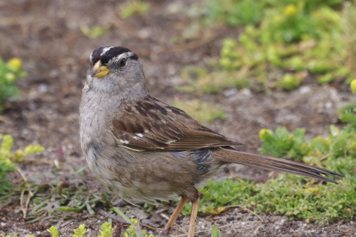 White-crowned Sparrow - Vickie Baily