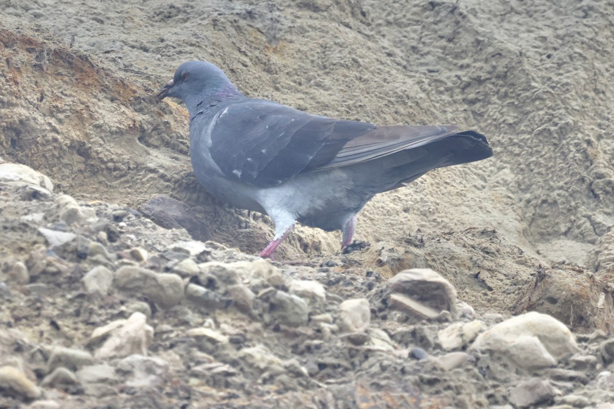 Rock Pigeon (Feral Pigeon) - Vickie Baily
