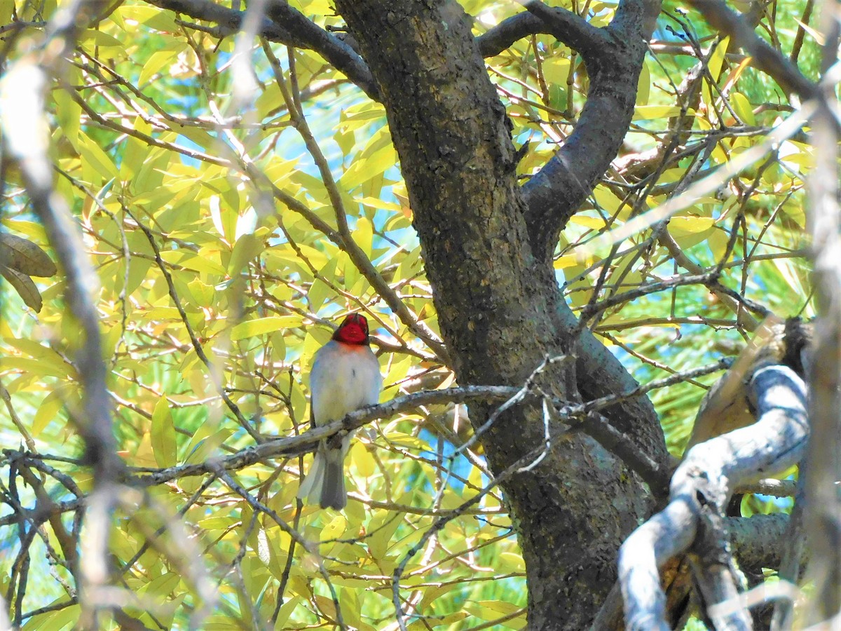 Red-faced Warbler - Jacque Woodward