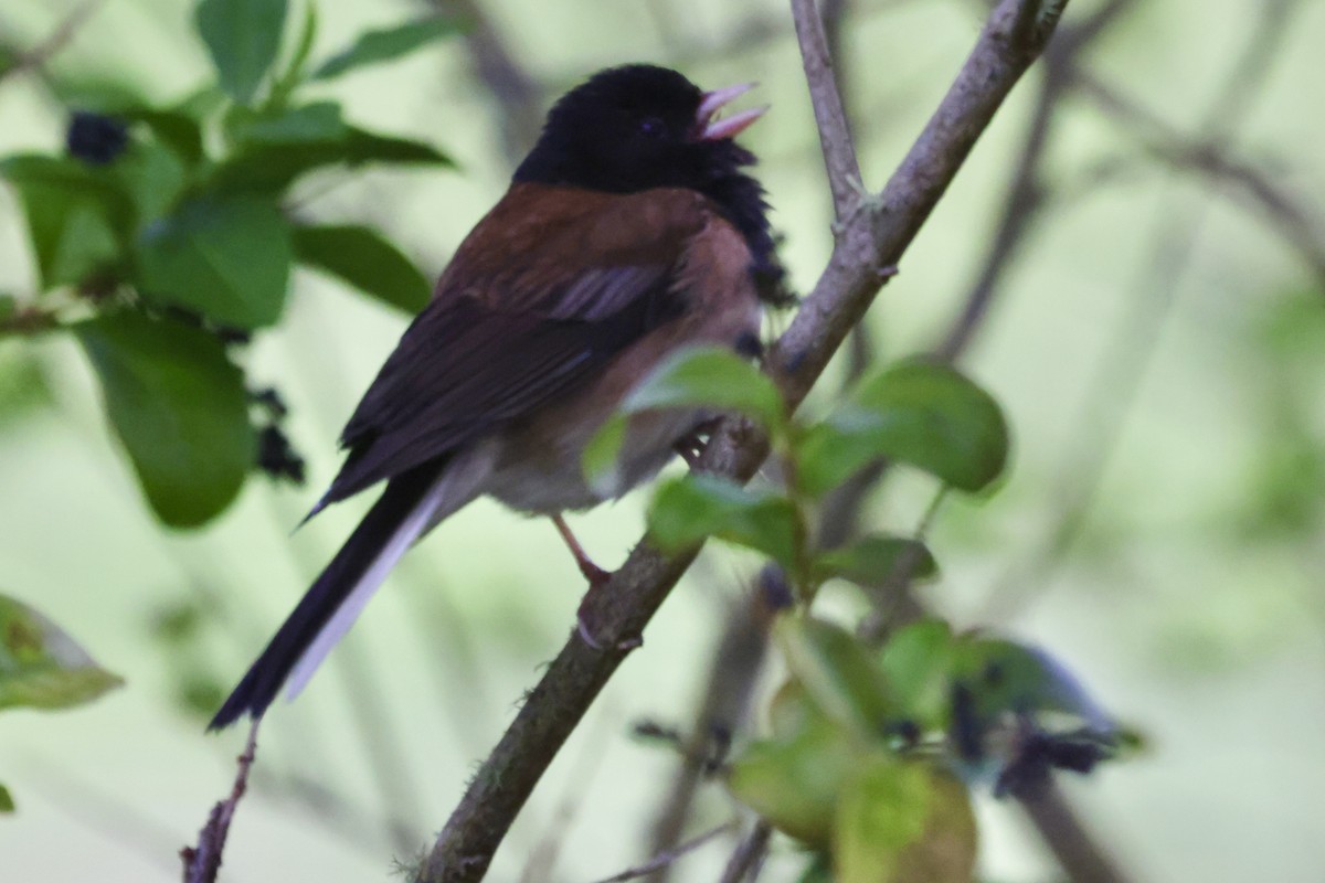 Dark-eyed Junco - Vickie Baily