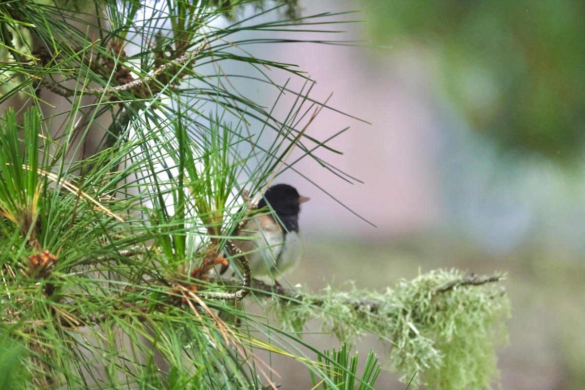 Dark-eyed Junco - Vickie Baily