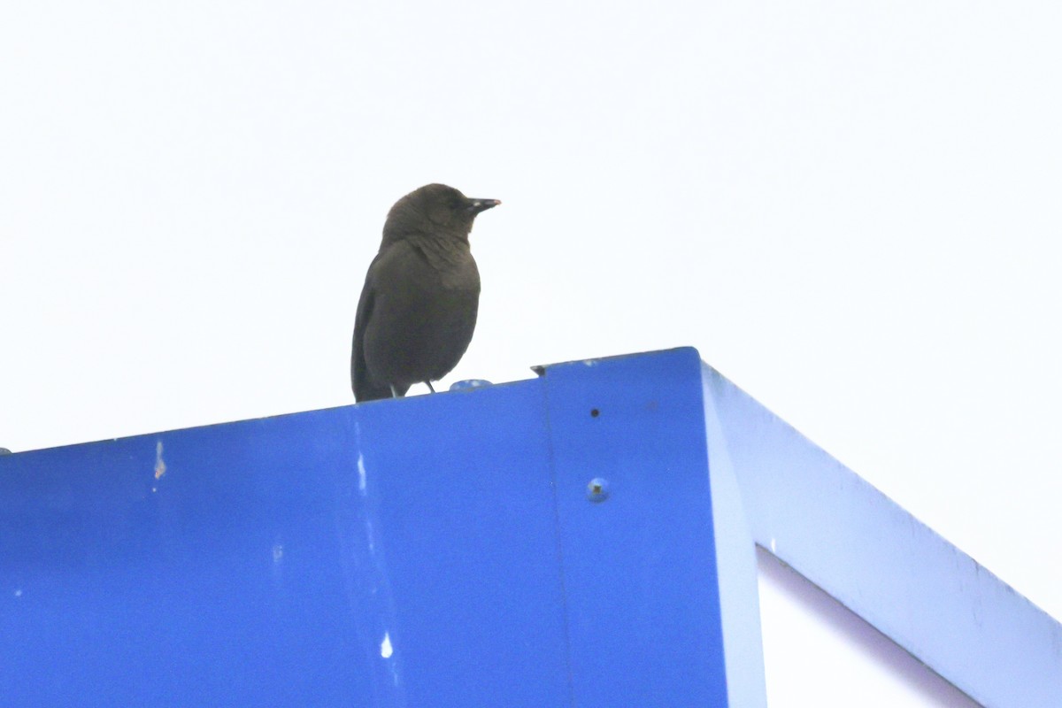 Black Phoebe - ML575872911