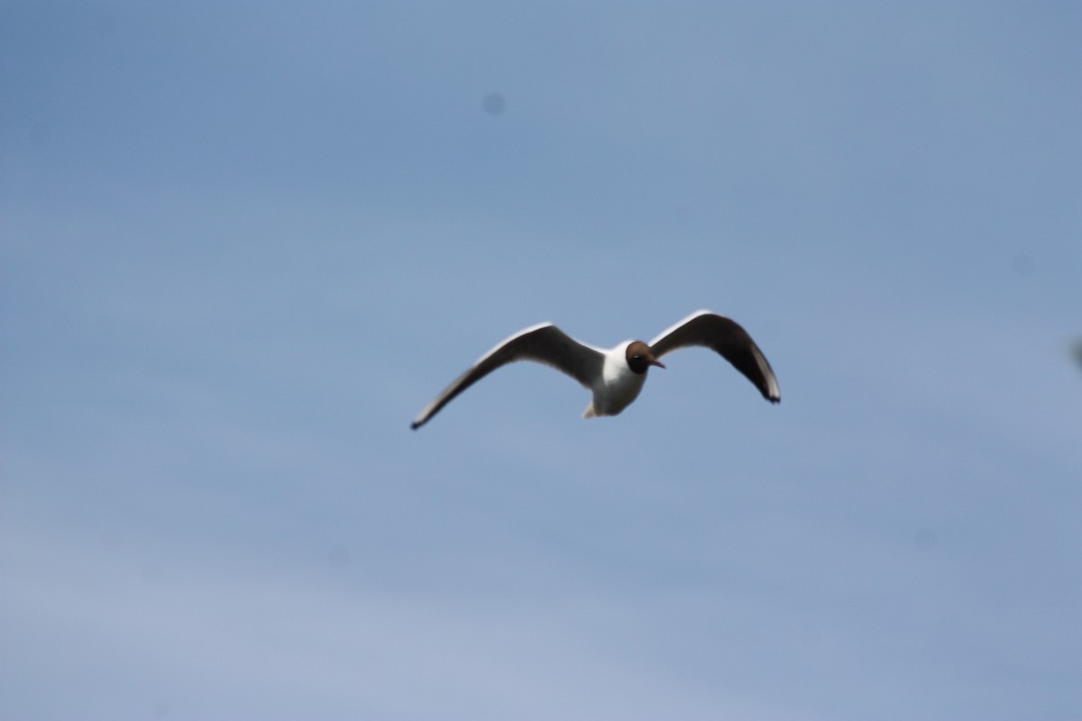 Black-headed Gull - Sarah Salenger