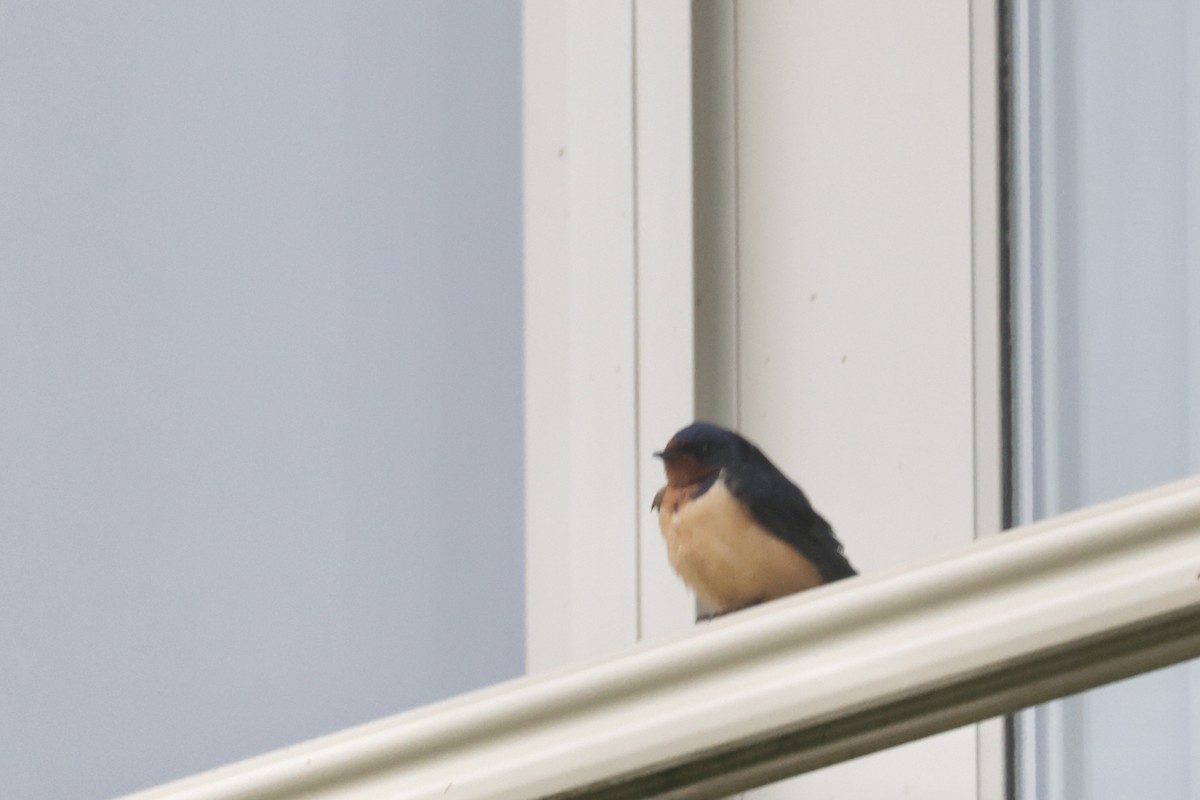 Barn Swallow - ML575873041