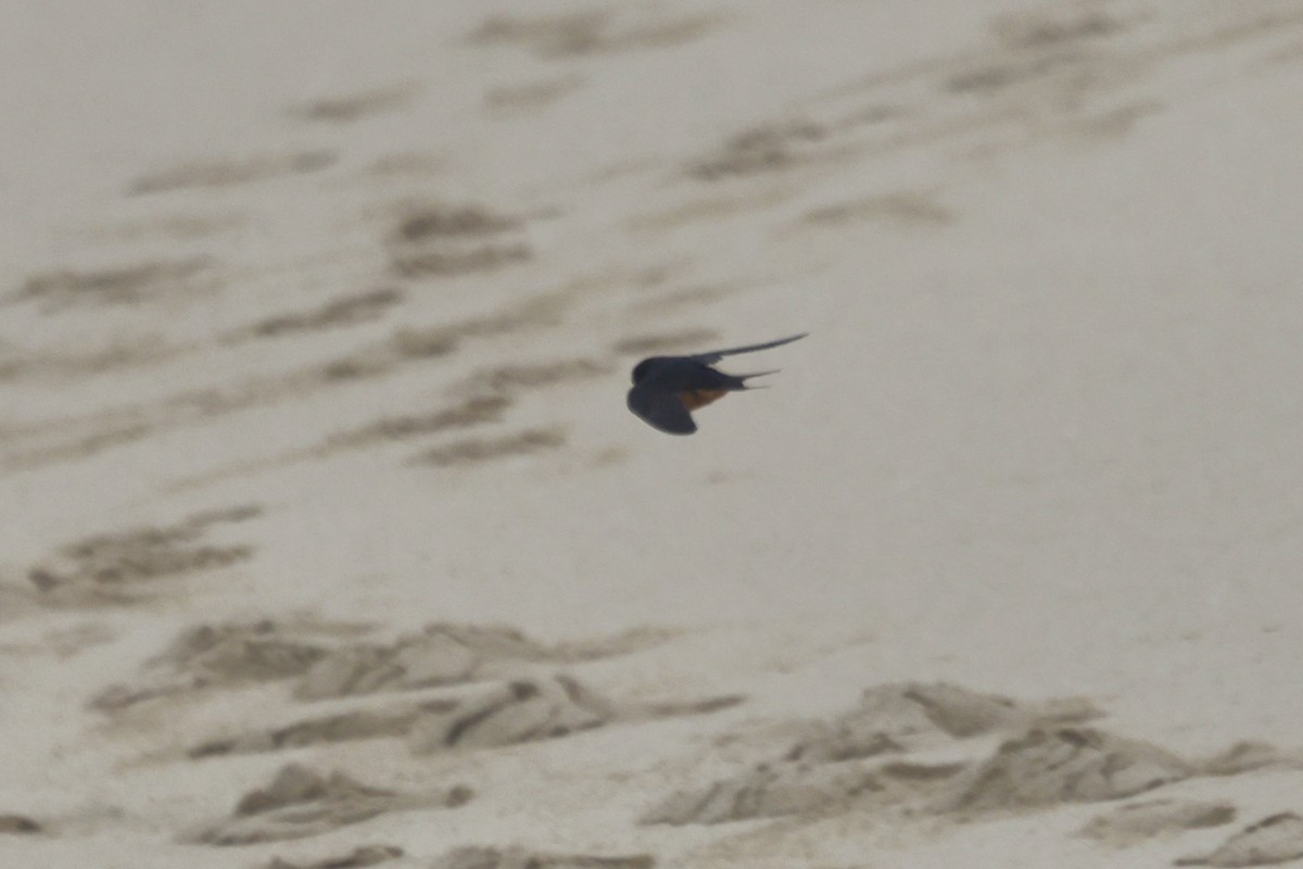 Barn Swallow - ML575873061