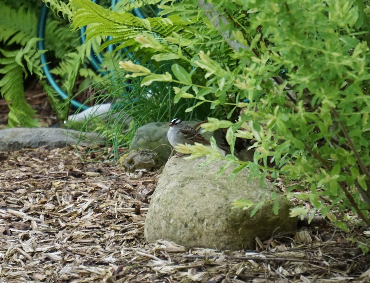 White-crowned Sparrow - ML575873681