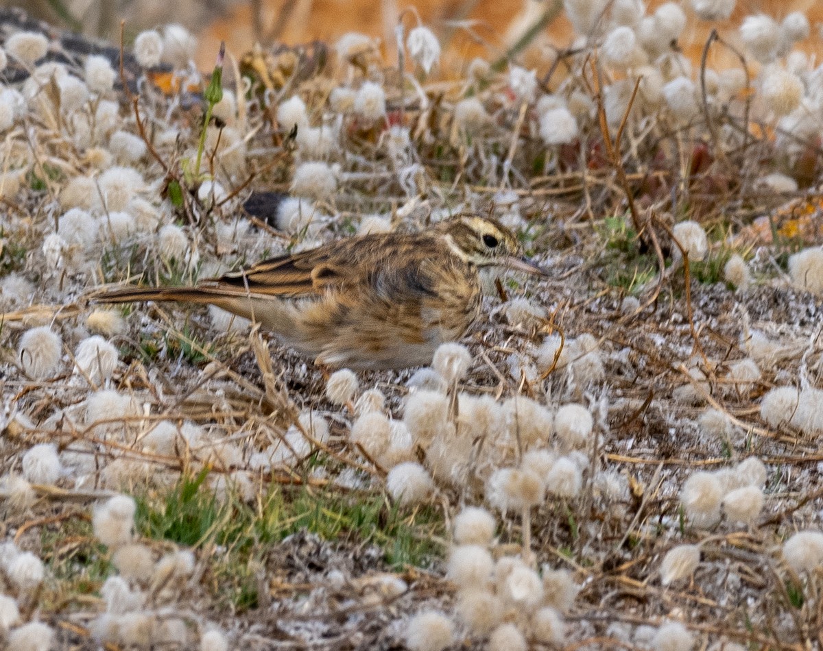 Bisbita Neozelandés (grupo australis) - ML575873701