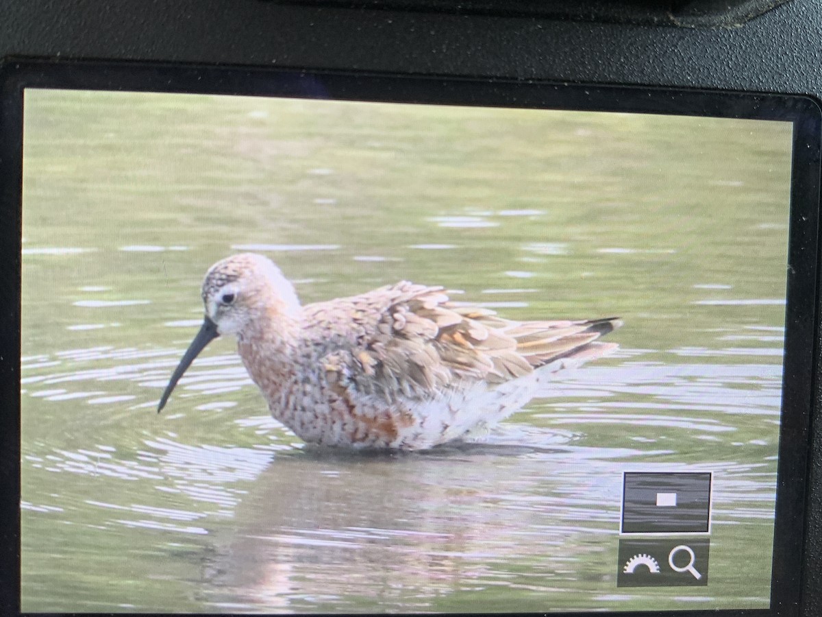 חופית מגלית - ML575874471
