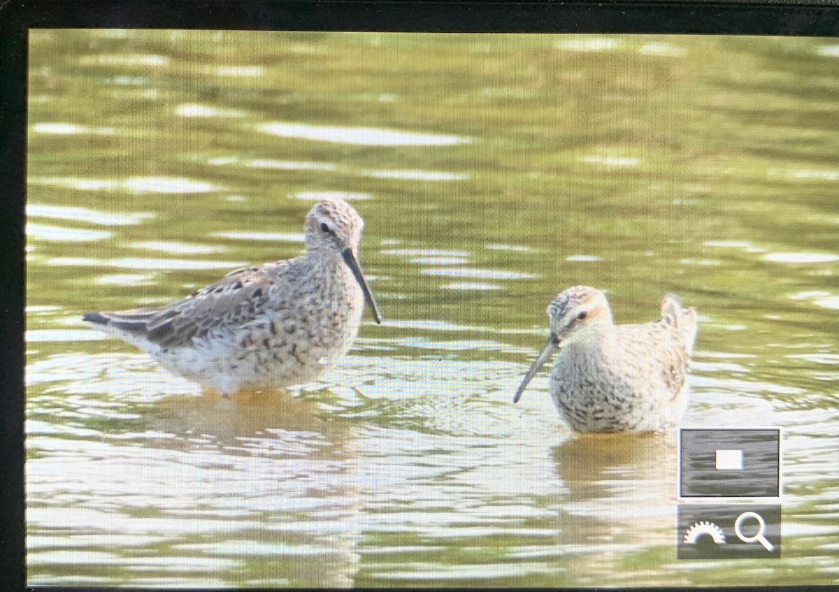 Stilt Sandpiper - ML575874521