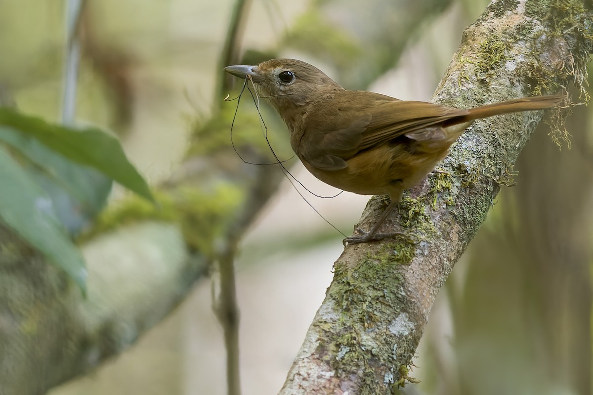 Variable Shrikethrush - ML575874601