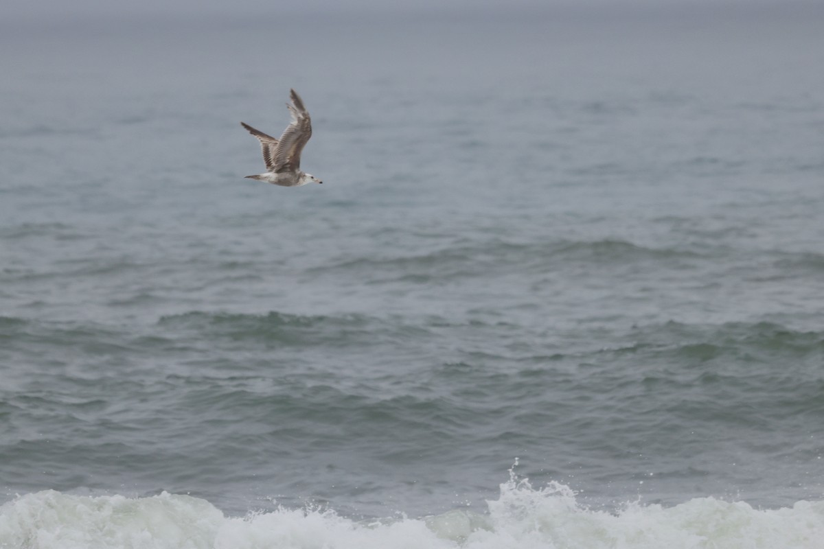 Gaviota Californiana - ML575874701