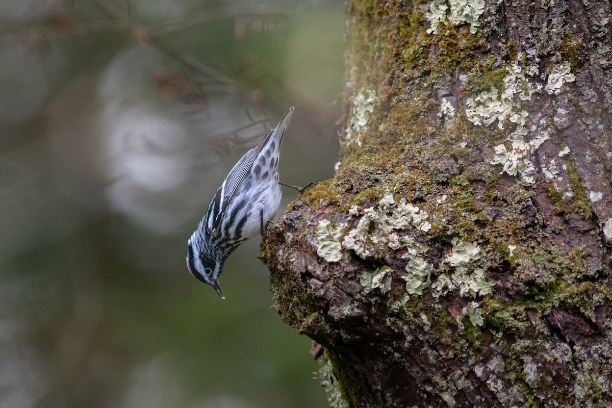 Black-and-white Warbler - ML575874961