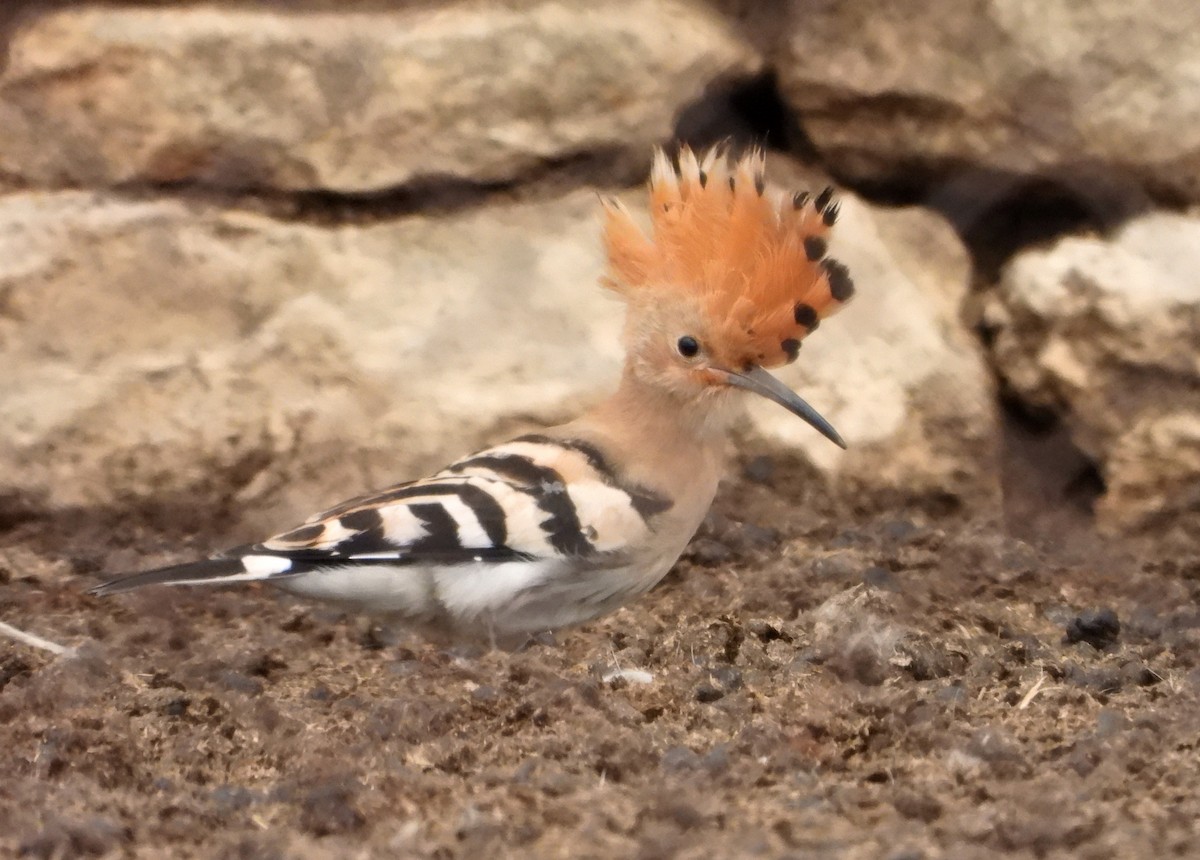 Eurasian Hoopoe - Jon Iratzagorria Garay