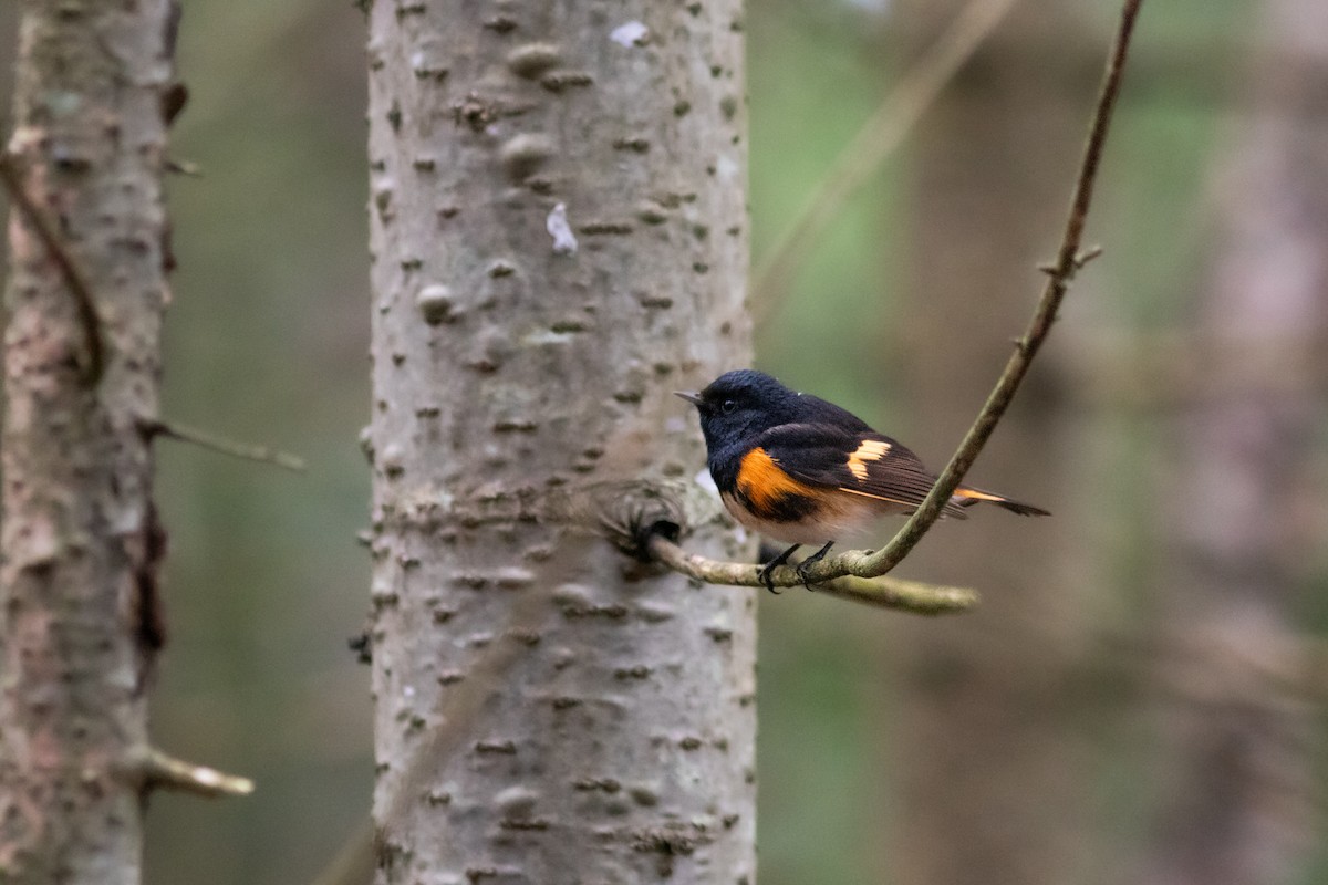 American Redstart - ML575875671
