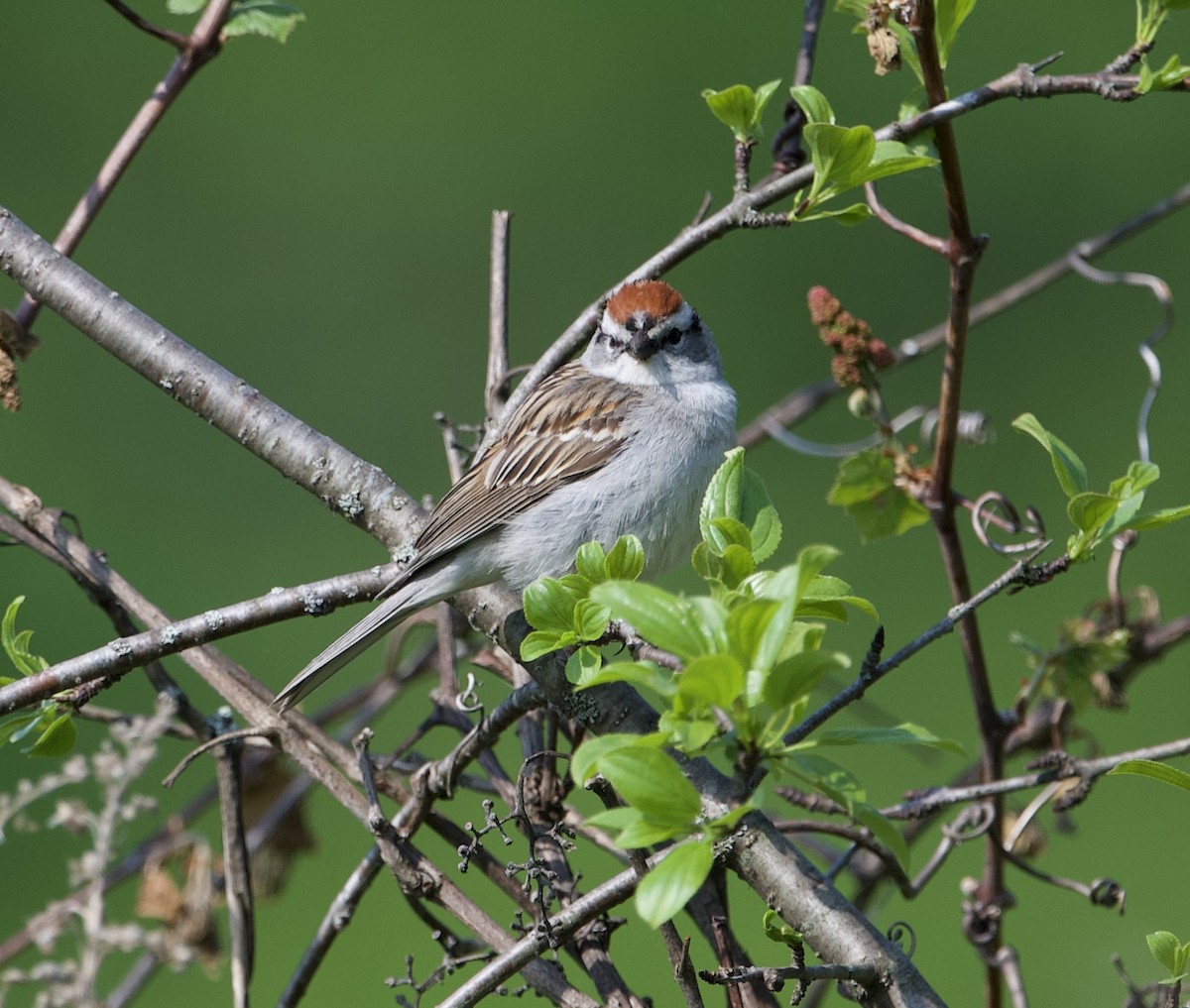Chipping Sparrow - ML575875821