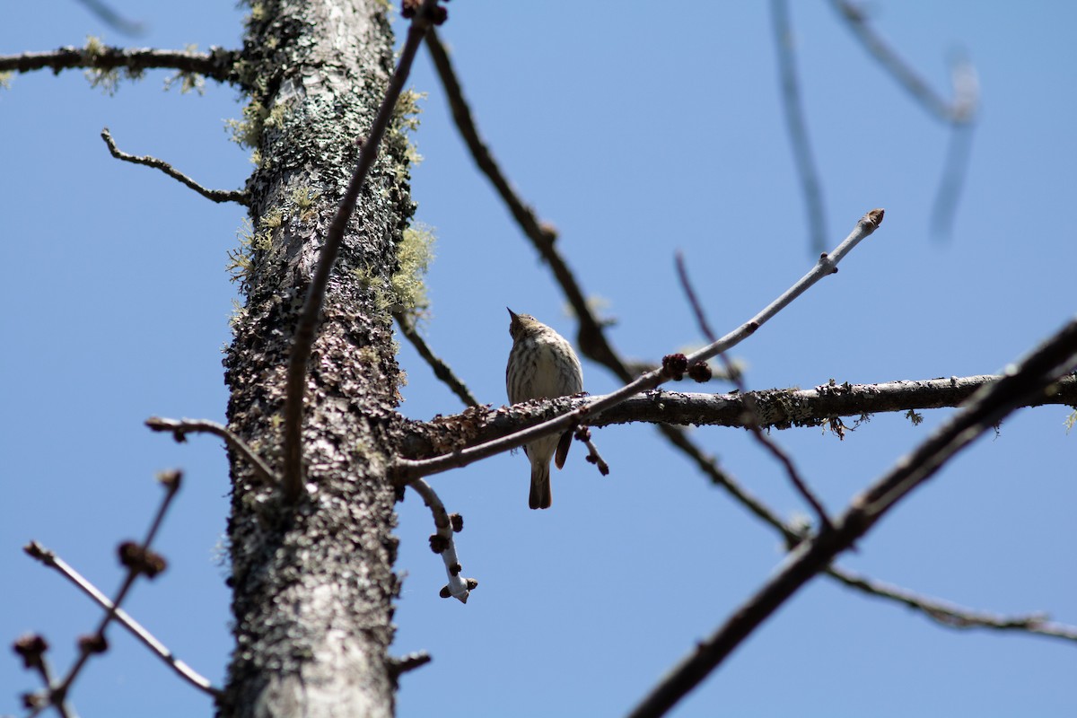 Cape May Warbler - ML575875901