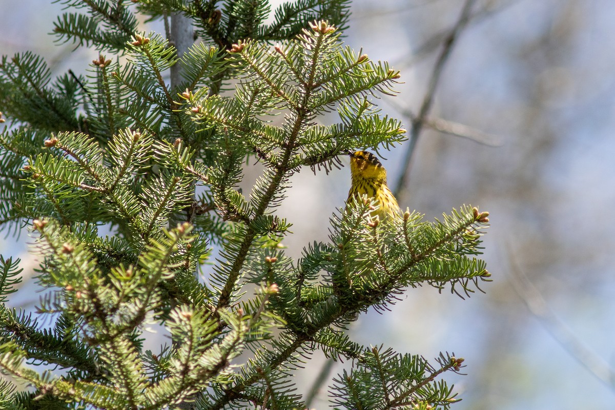 Cape May Warbler - ML575876041