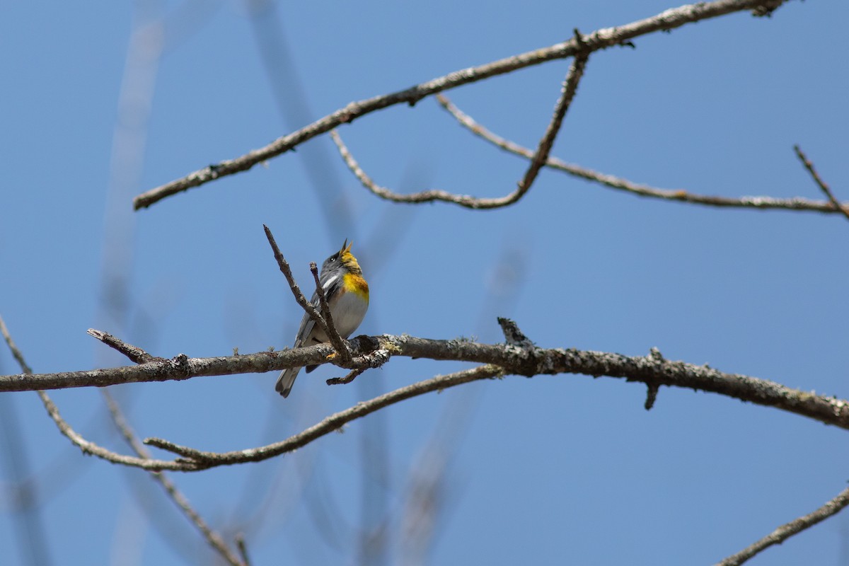 Northern Parula - ML575876141