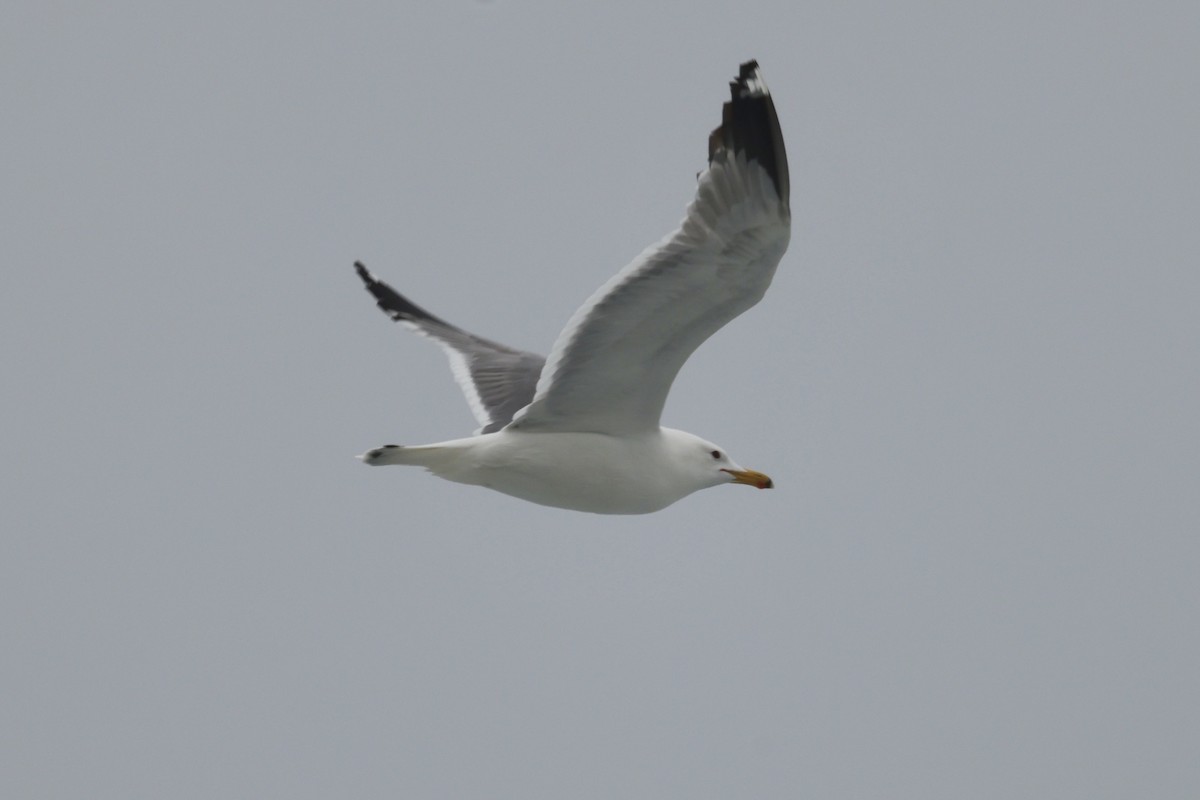 California Gull - ML575876151