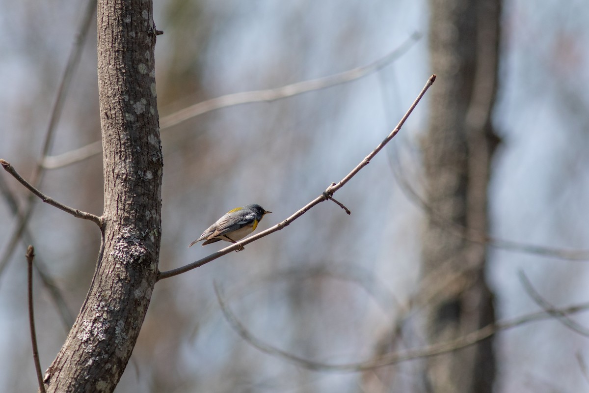 Northern Parula - ML575876451