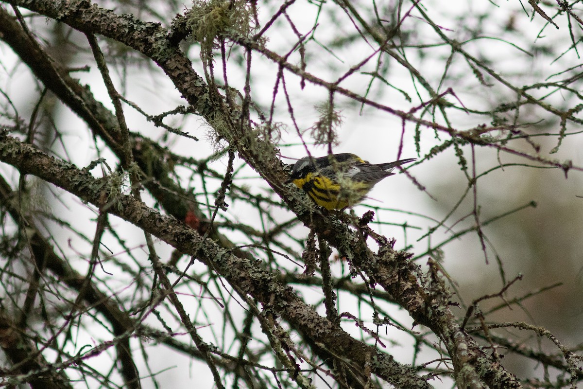 Magnolia Warbler - ML575876641