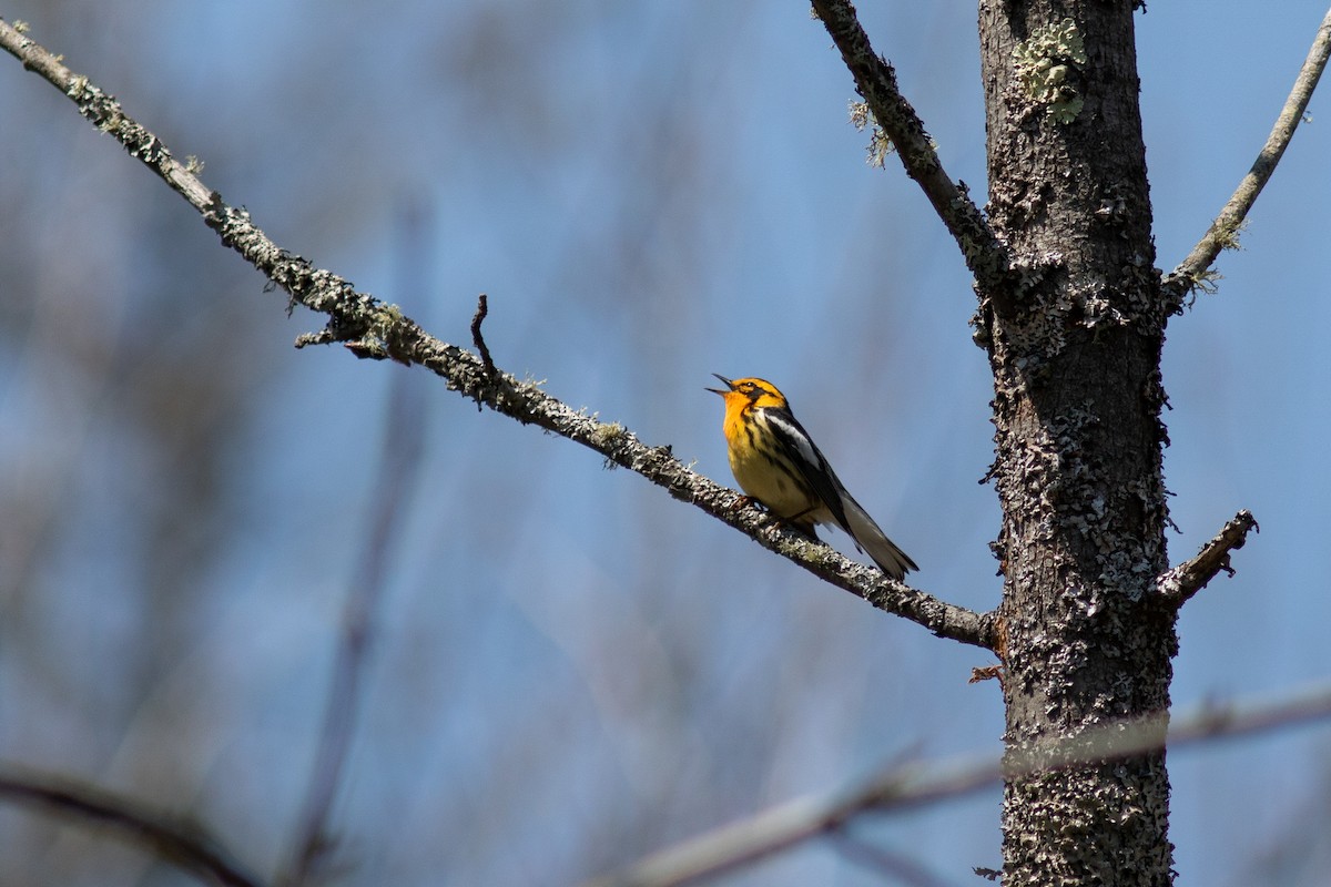 Blackburnian Warbler - ML575876861