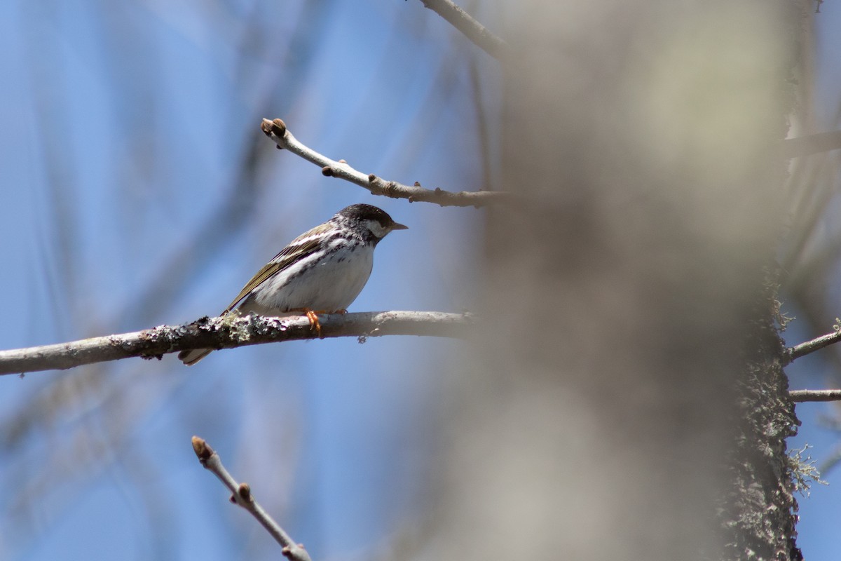 Blackpoll Warbler - ML575877051