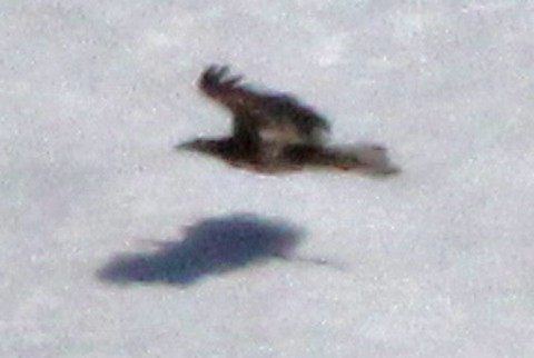 White-tailed Eagle - John Cassady