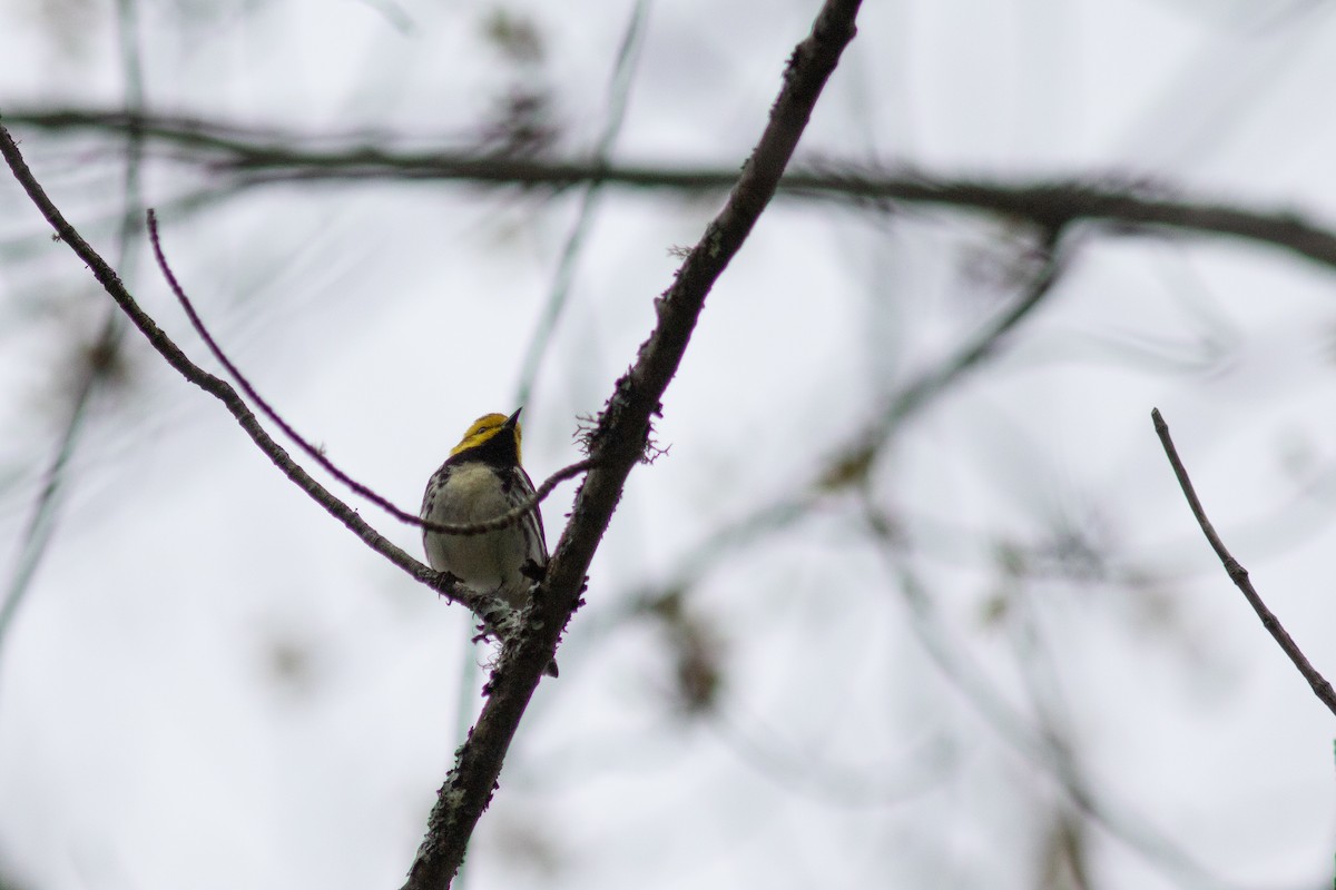 Black-throated Green Warbler - ML575877391