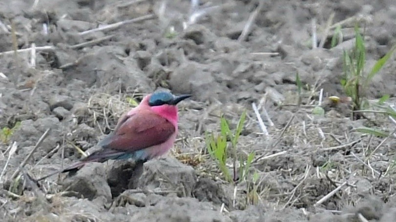 Southern Carmine Bee-eater - Engin BIYIKOĞLU