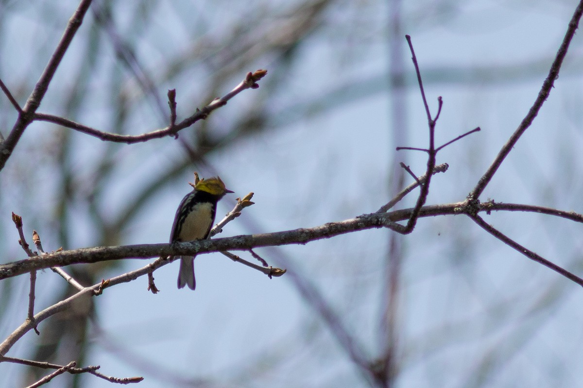 Black-throated Green Warbler - ML575877461