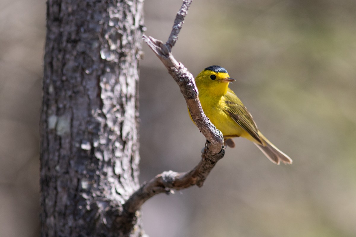 Wilson's Warbler - ML575877681