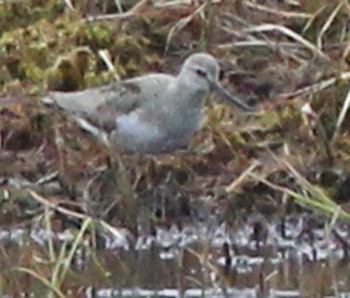 Terek Sandpiper - ML575878181