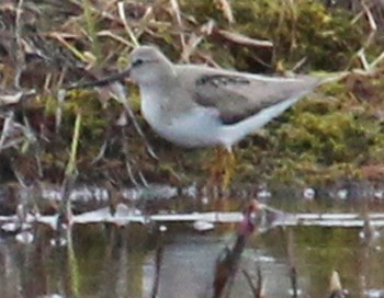 Terek Sandpiper - ML575878191