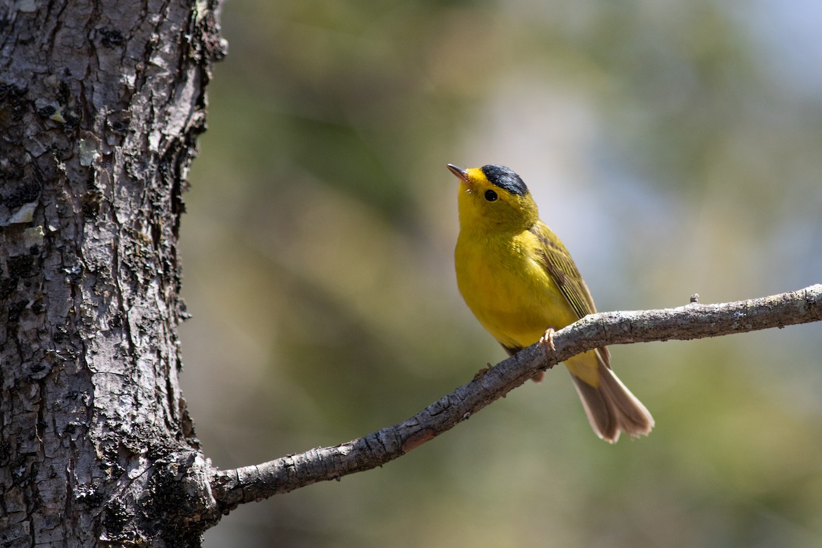 Wilson's Warbler - ML575878231