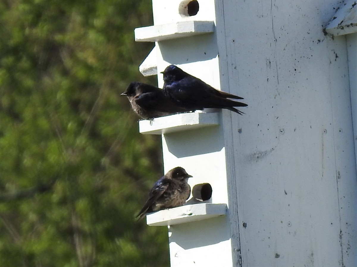 Purple Martin - ML575878561