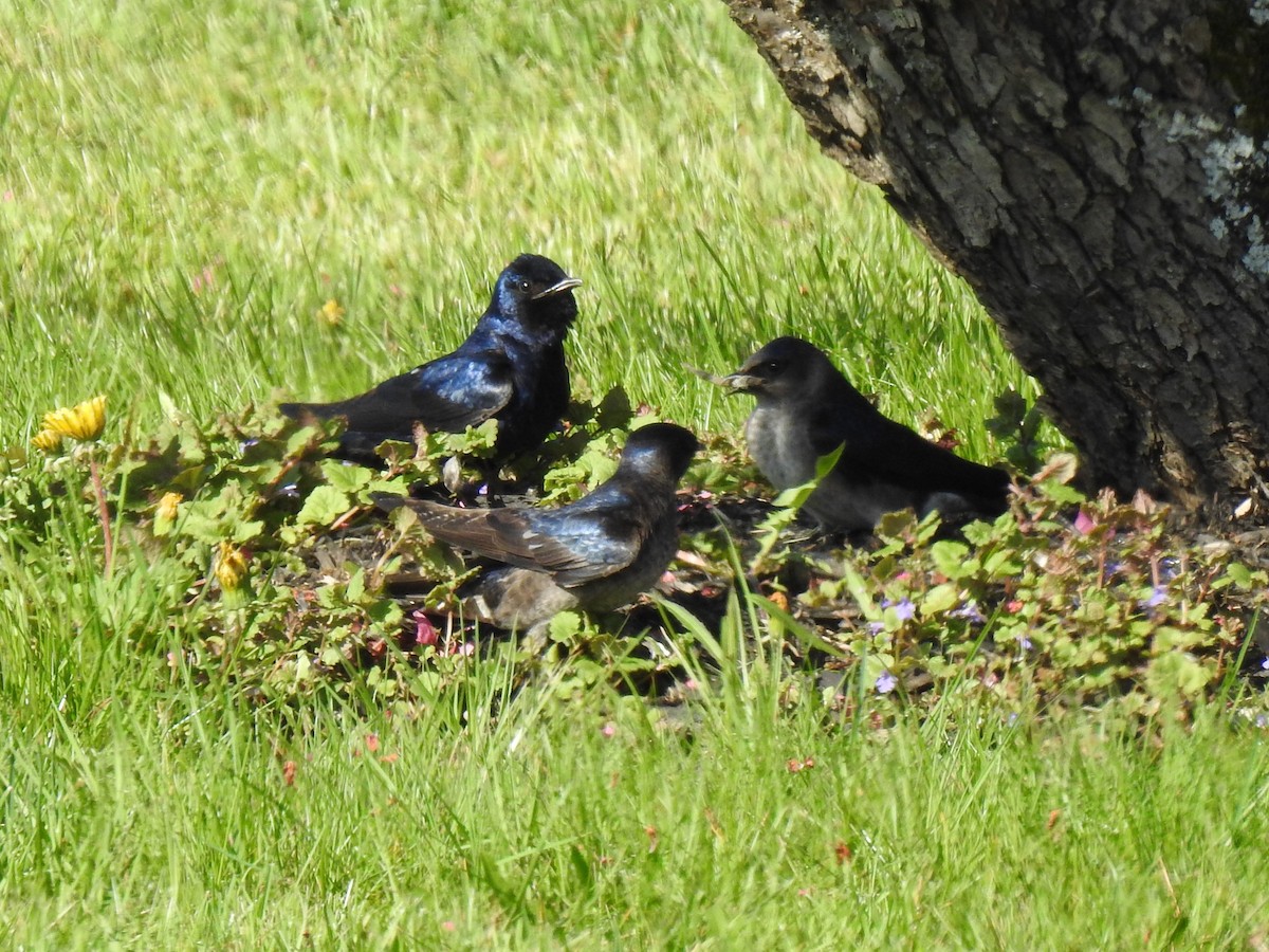 Purple Martin - ML575878621