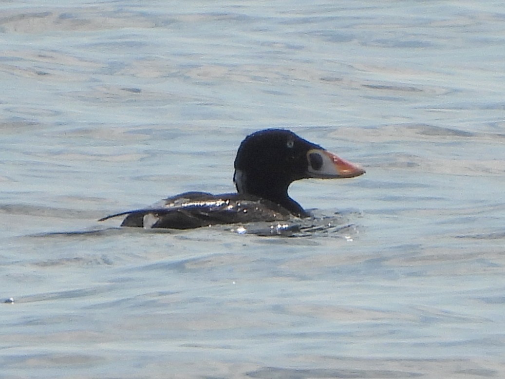 Surf Scoter - James Dugger