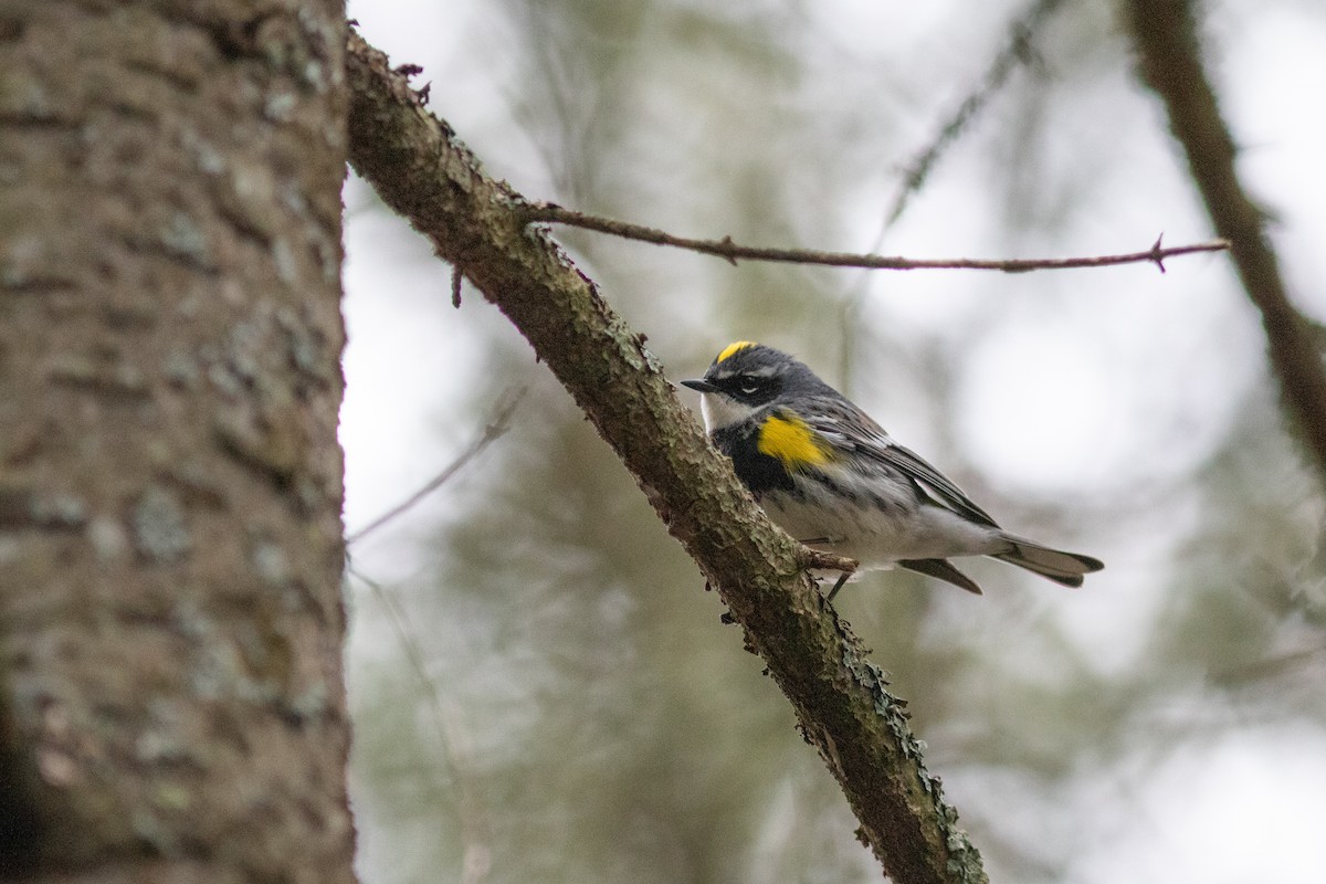 Yellow-rumped Warbler - ML575879161