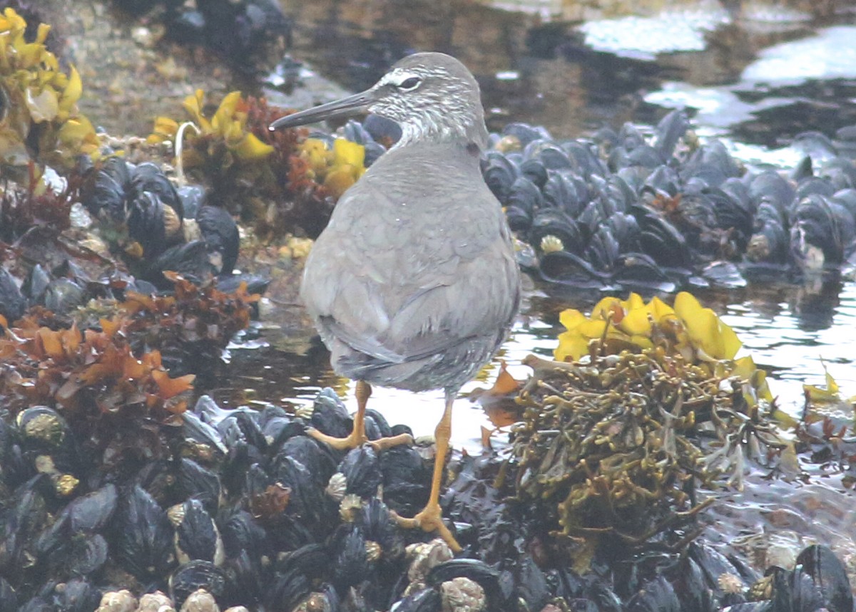 Wandering Tattler - ML57588011