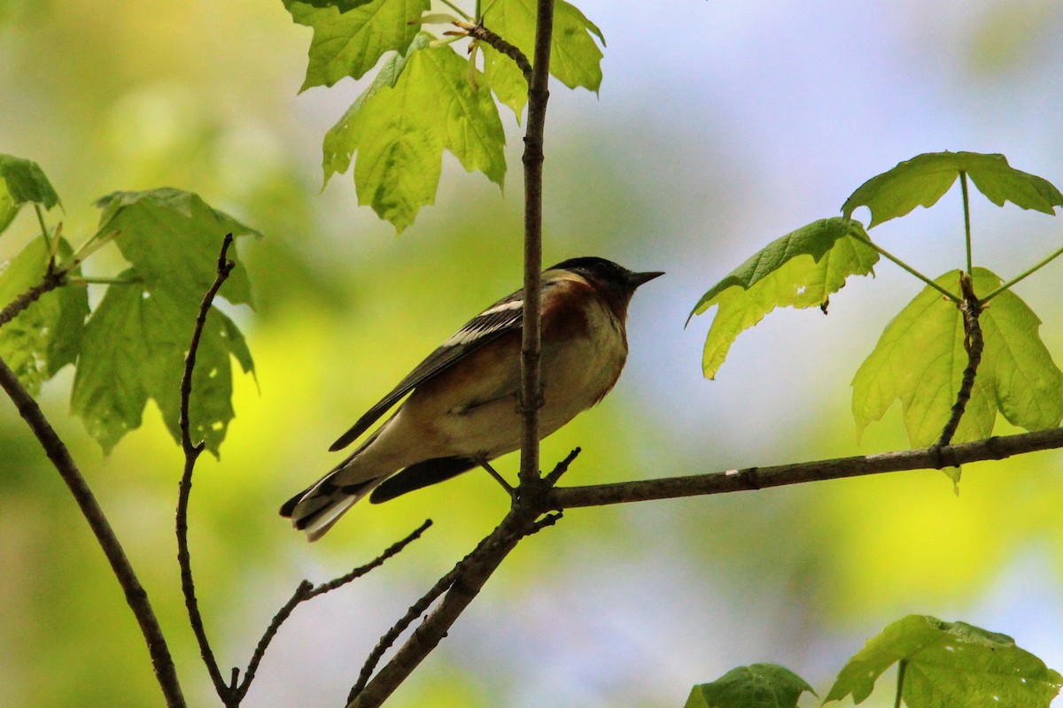 Bay-breasted Warbler - ML575881071